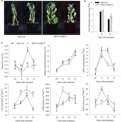 Pepper SBP-box transcription factor, CaSBP13, plays a negatively role in drought response